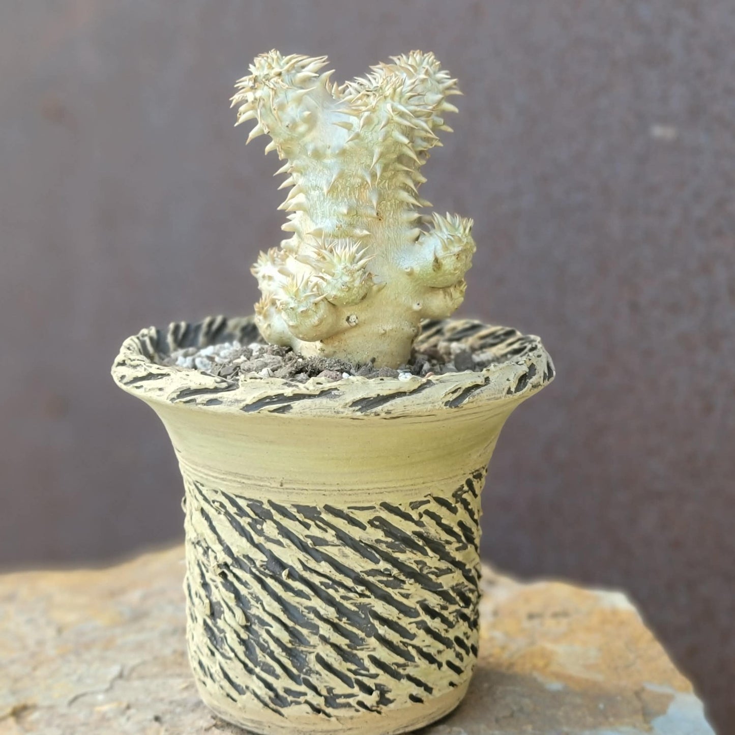 Pachypodium Brevicaule x Densiflorum