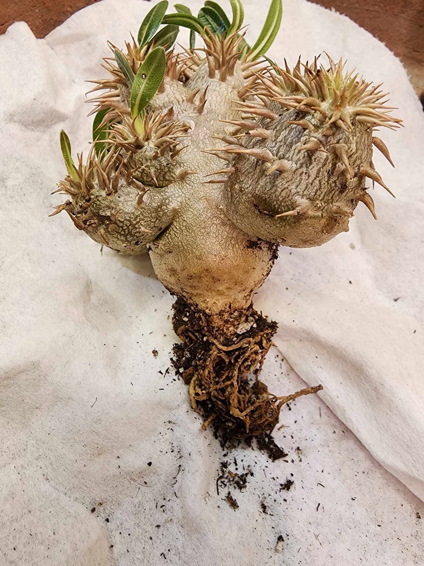 Pachypodium Brevicaule x Densiflorum