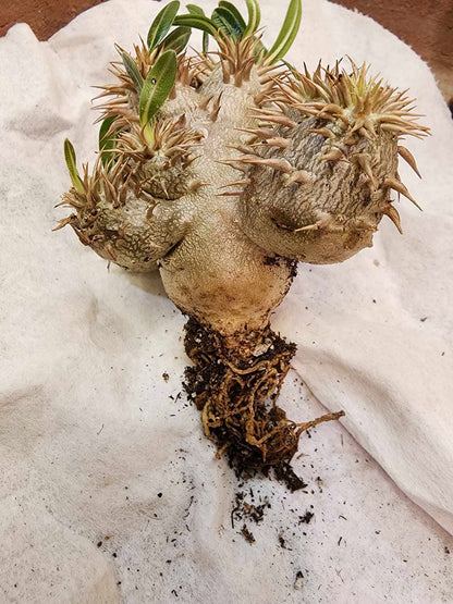 Pachypodium Brevicaule x Densiflorum