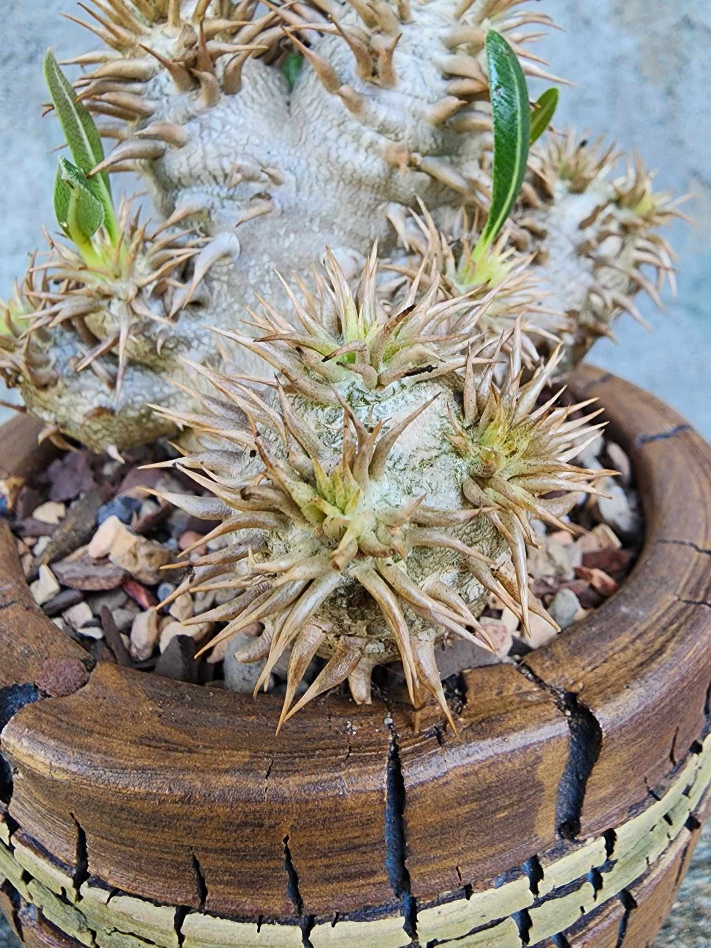 Pachypodium Brevicaule x Densiflorum