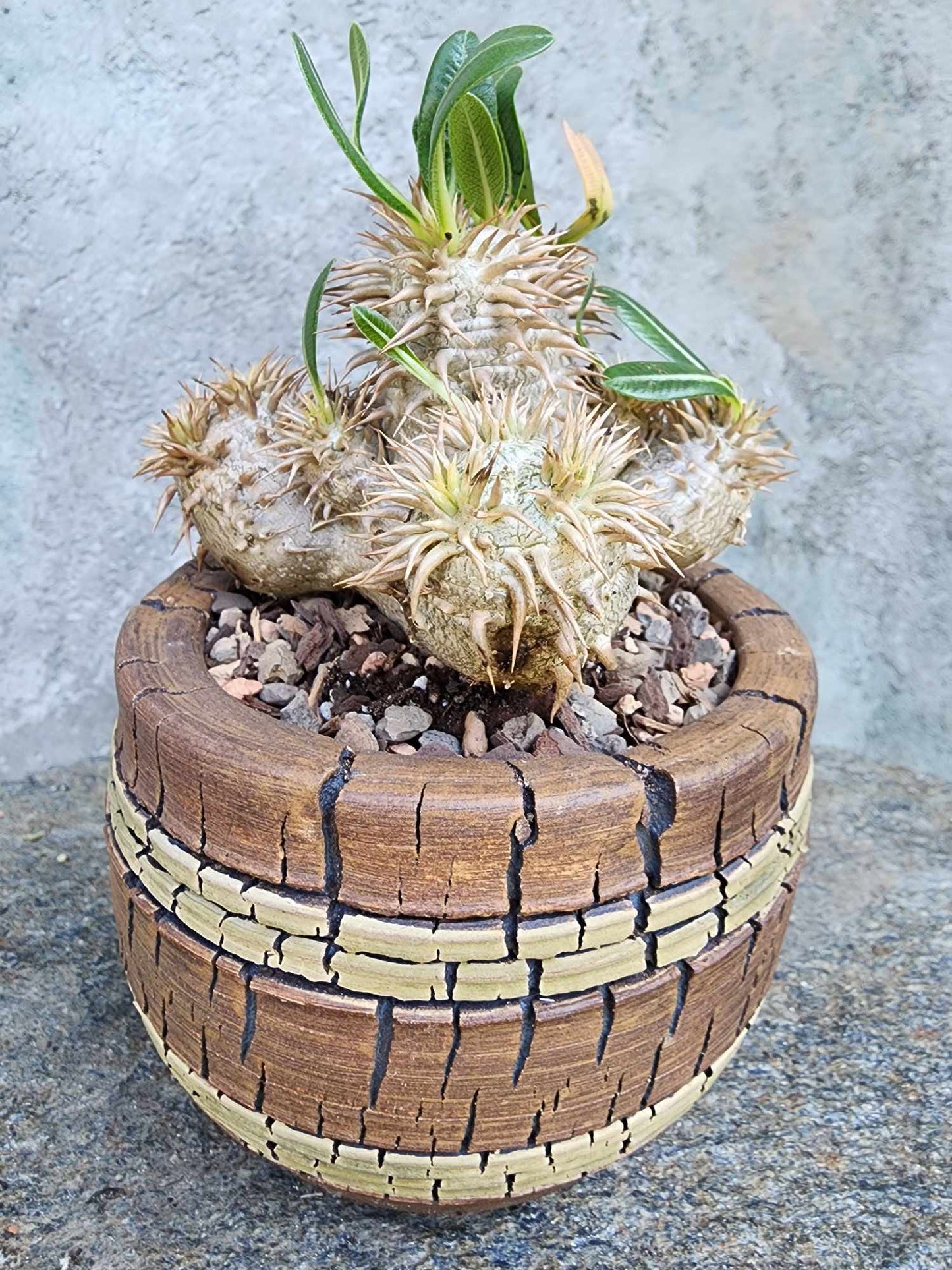Pachypodium Brevicaule x Densiflorum