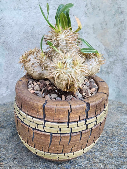 Pachypodium Brevicaule x Densiflorum