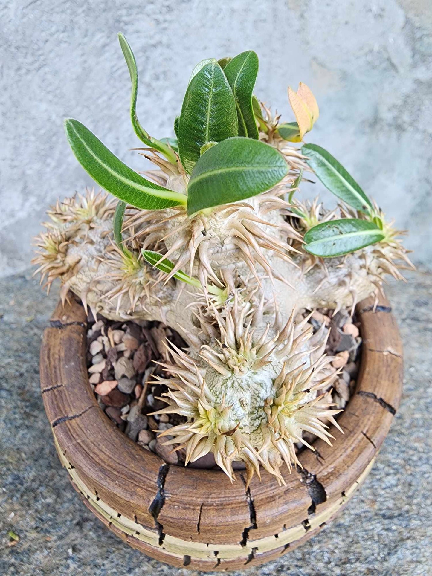 Pachypodium Brevicaule x Densiflorum