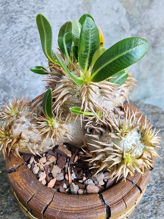 Pachypodium Brevicaule x Densiflorum