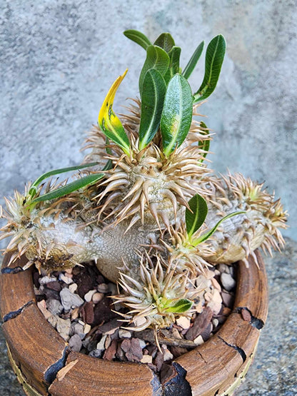 Pachypodium Brevicaule x Densiflorum