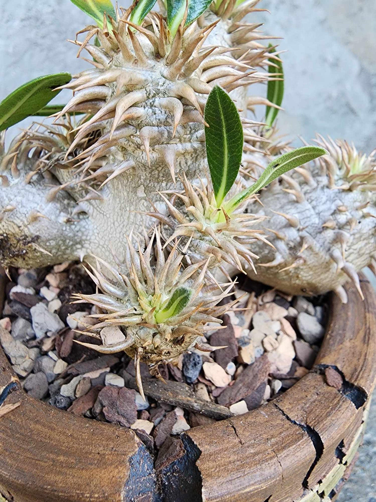 Pachypodium Brevicaule x Densiflorum