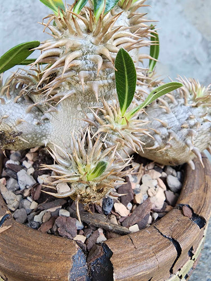 Pachypodium Brevicaule x Densiflorum