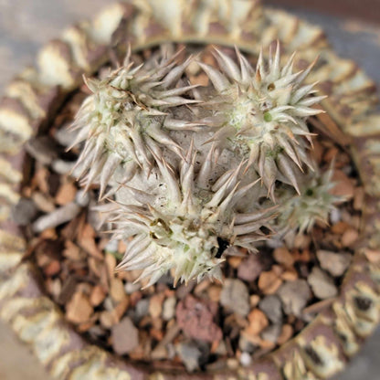 Pachypodium Brevicaule x Densiflorum