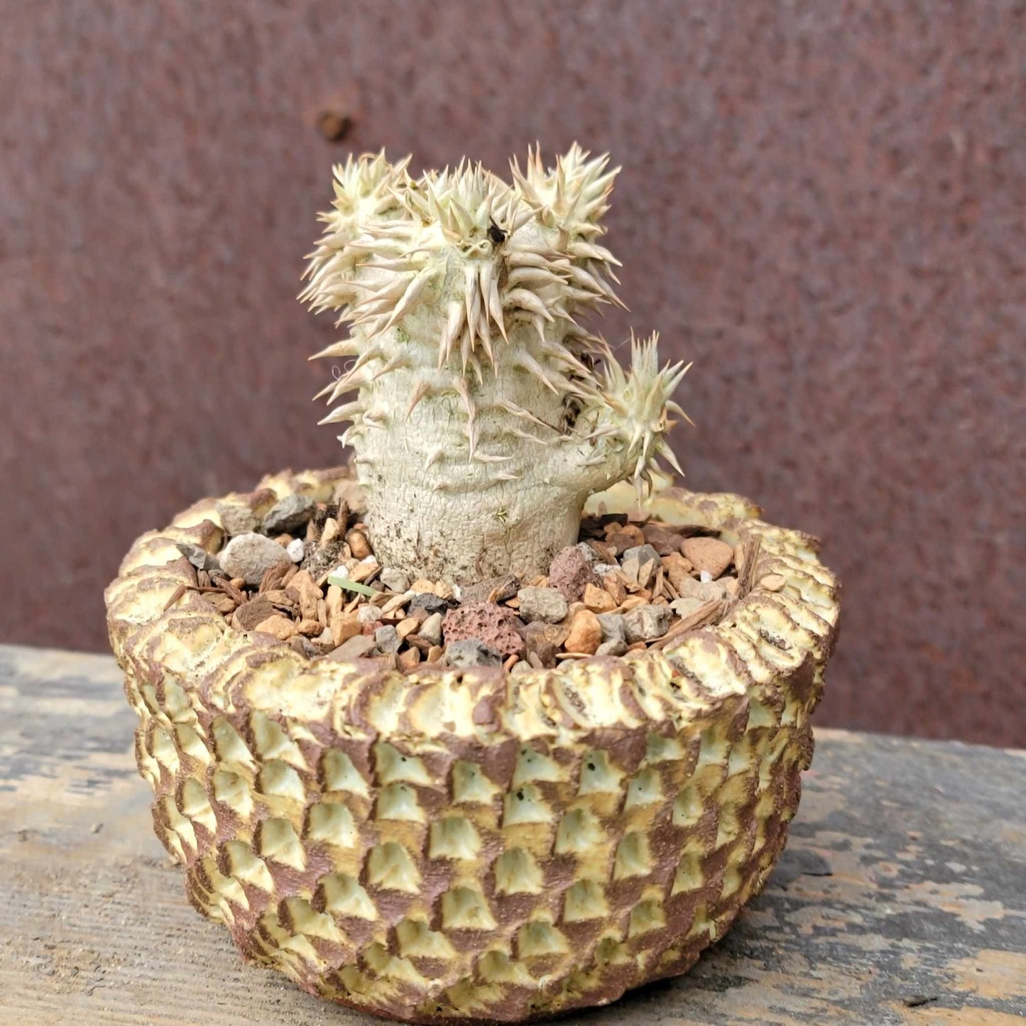 Pachypodium Brevicaule x Densiflorum