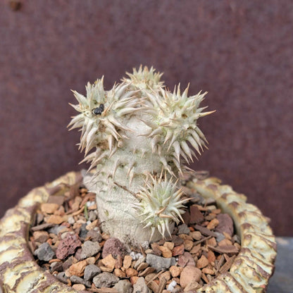 Pachypodium Brevicaule x Densiflorum