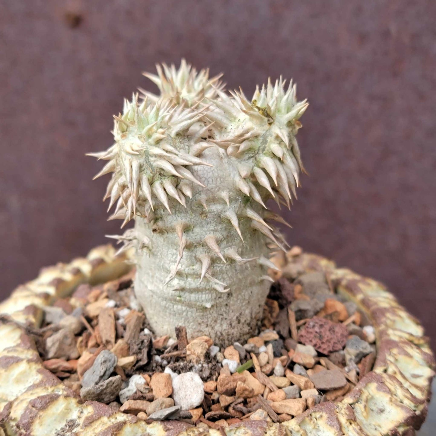 Pachypodium Brevicaule x Densiflorum