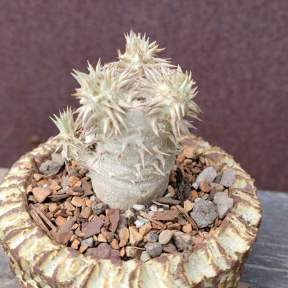 Pachypodium Brevicaule x Densiflorum