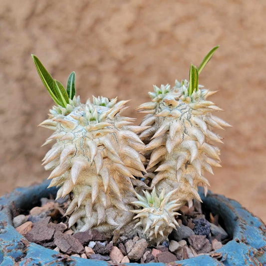 Pachypodium Brevicaule x Densiflorum
