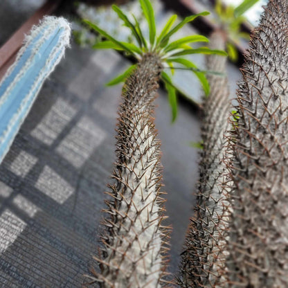 Pachypodium lamerei - Madagascar Palm