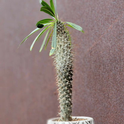 Pachypodium lamerei - Madagascar Palm