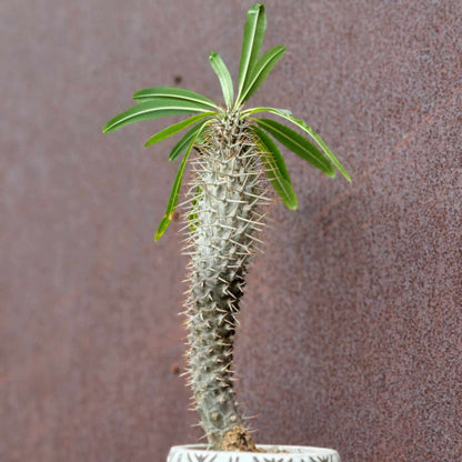 Pachypodium lamerei - Madagascar Palm