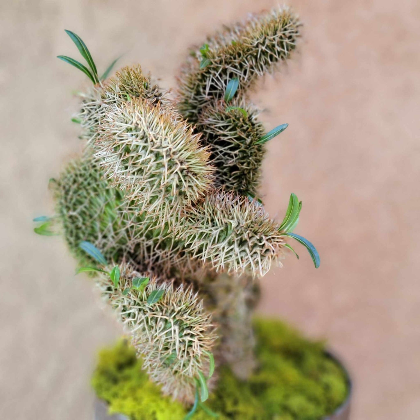 Pachypodium lamerei cristata - Crested Madagascar Palm