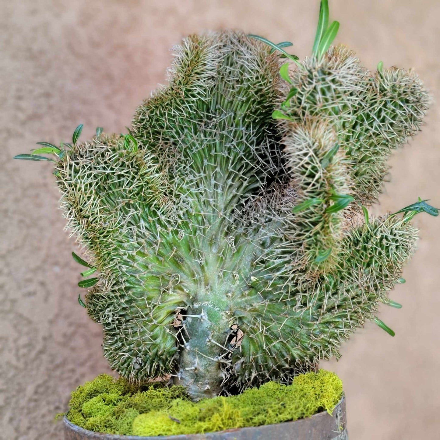 Pachypodium lamerei cristata - Crested Madagascar Palm