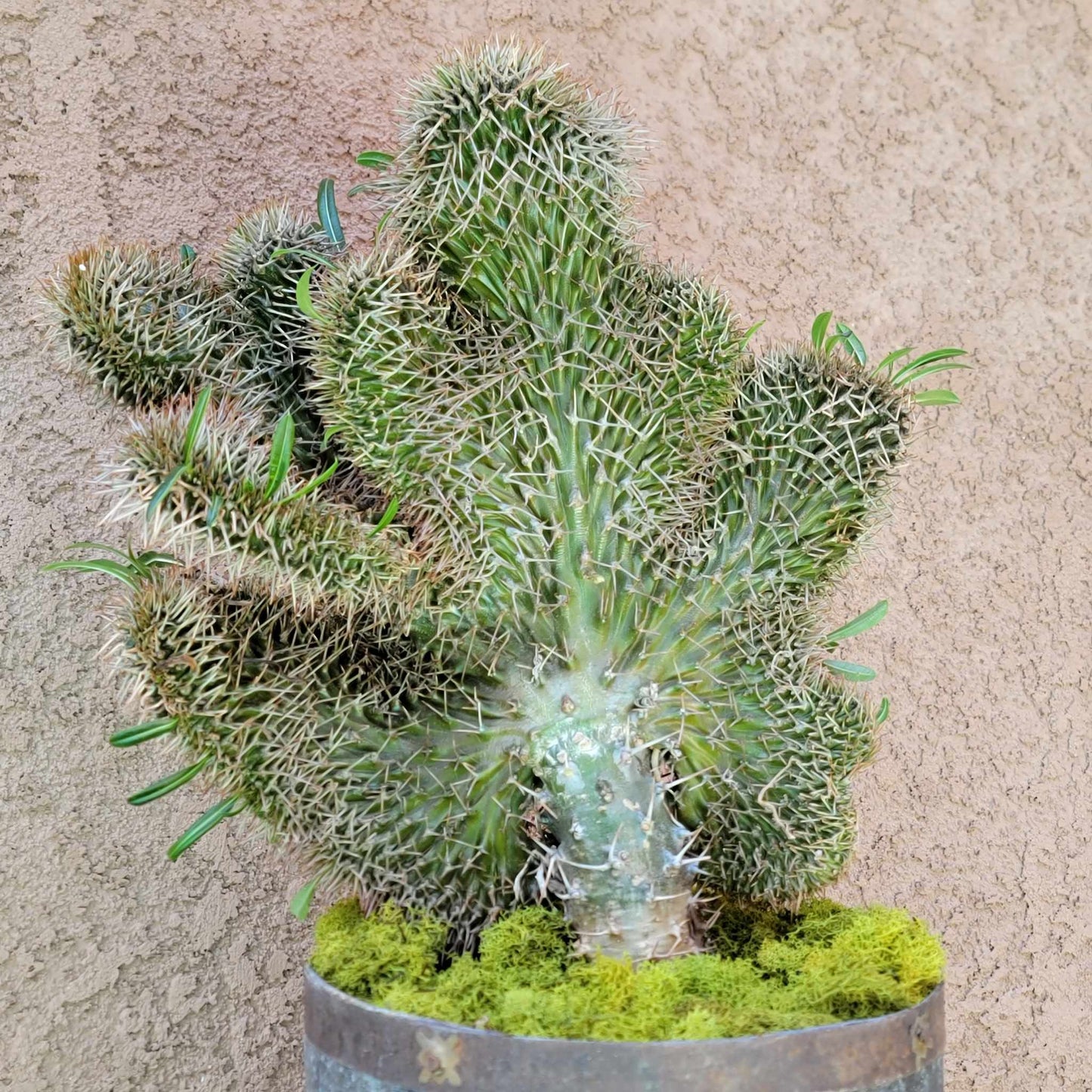 Pachypodium lamerei cristata - Crested Madagascar Palm