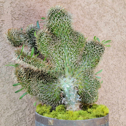 Pachypodium lamerei cristata - Crested Madagascar Palm