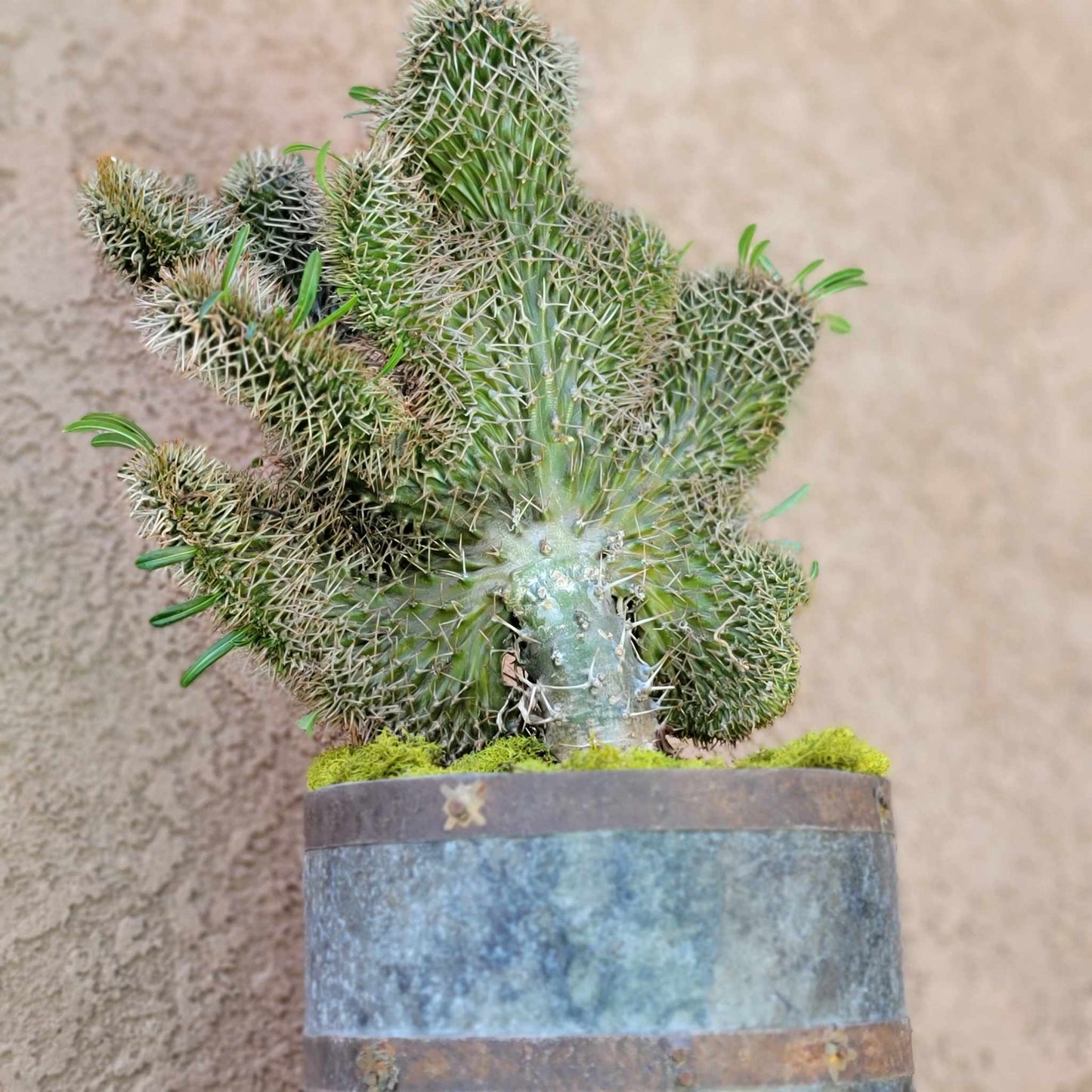 Pachypodium lamerei cristata - Crested Madagascar Palm