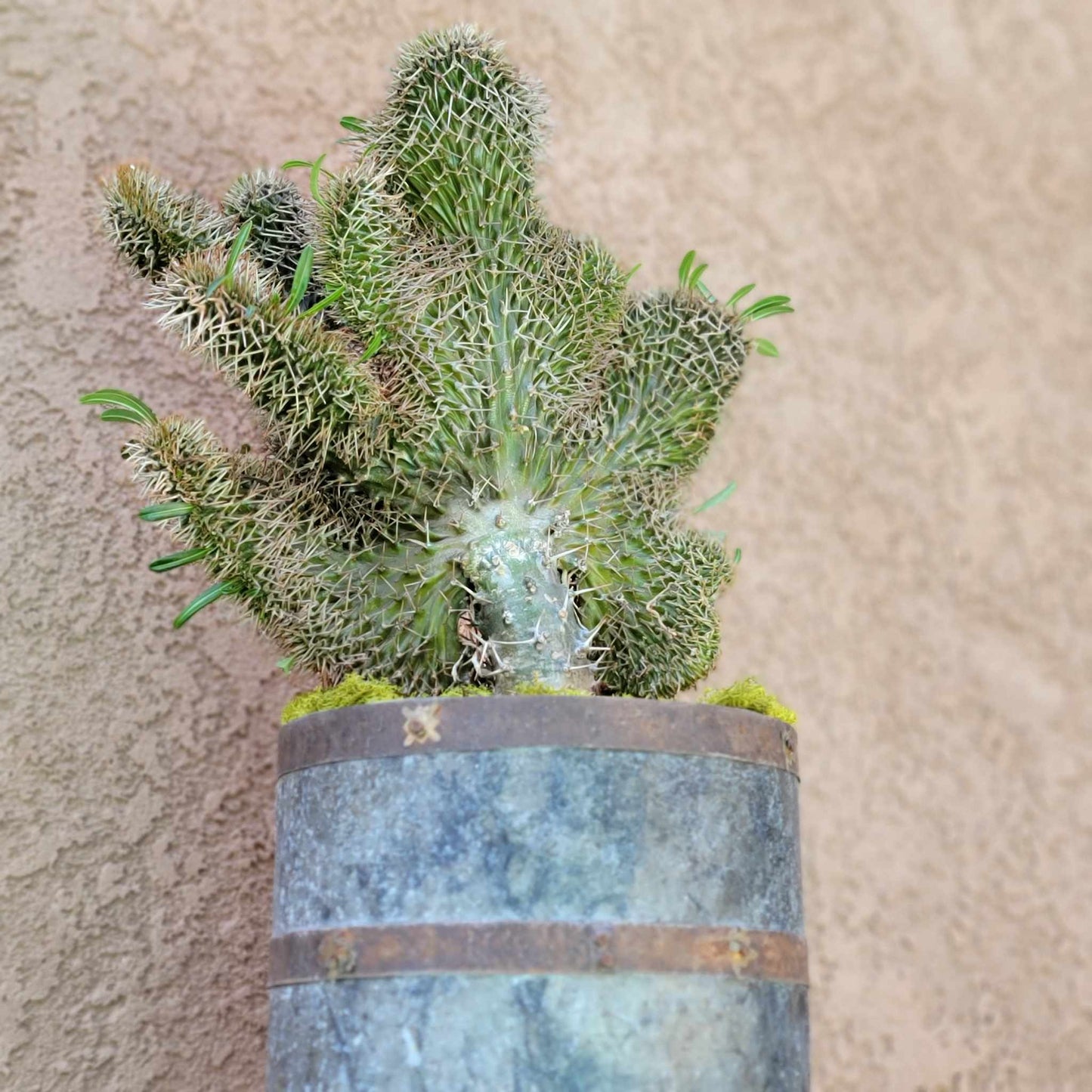 Pachypodium lamerei cristata - Crested Madagascar Palm