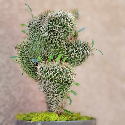 Pachypodium lamerei cristata - Crested Madagascar Palm