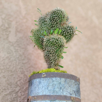 Pachypodium lamerei cristata - Crested Madagascar Palm