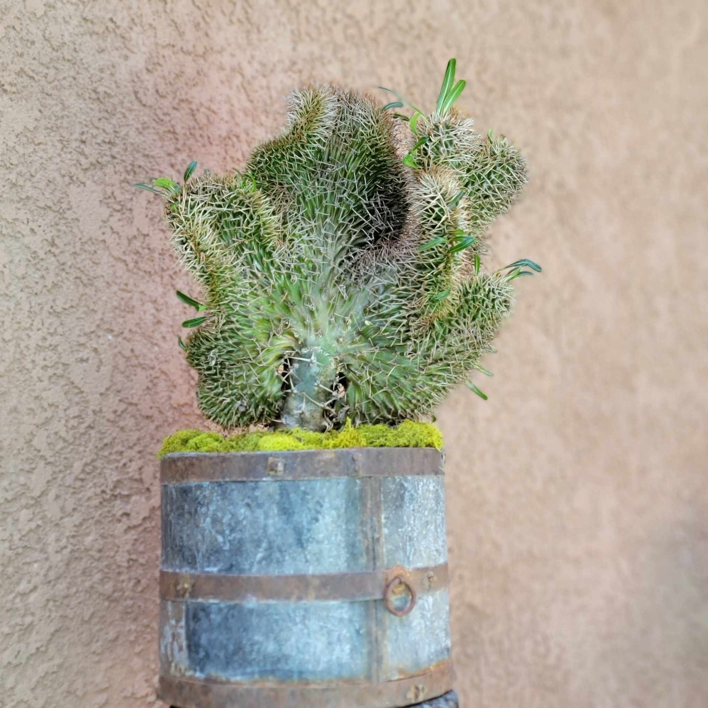 Pachypodium lamerei cristata - Crested Madagascar Palm
