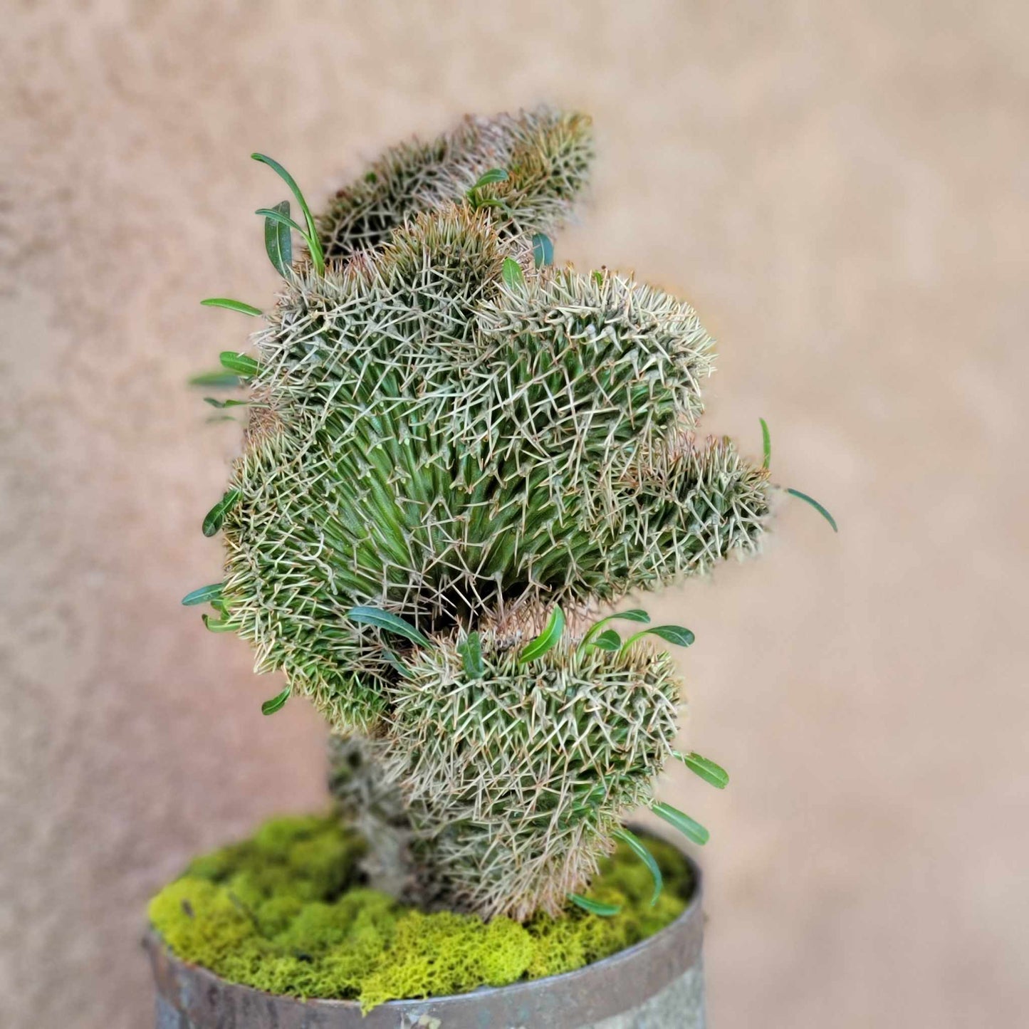 Pachypodium lamerei cristata - Crested Madagascar Palm