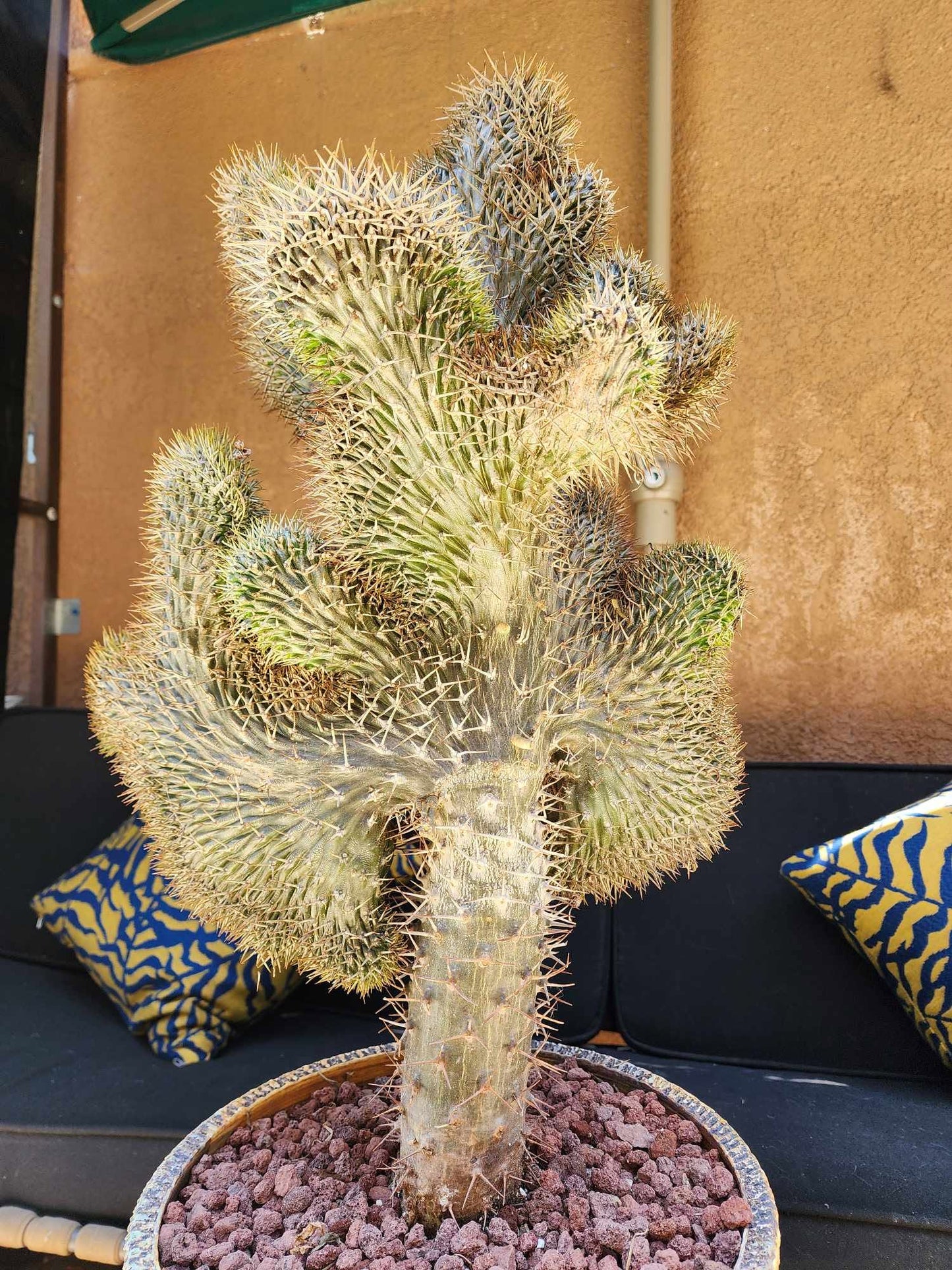 Pachypodium lamerei cristata - Crested Madagascar Palm