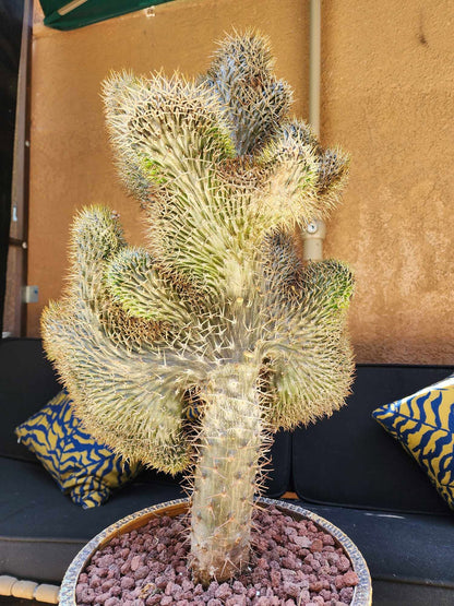 Pachypodium lamerei cristata - Crested Madagascar Palm
