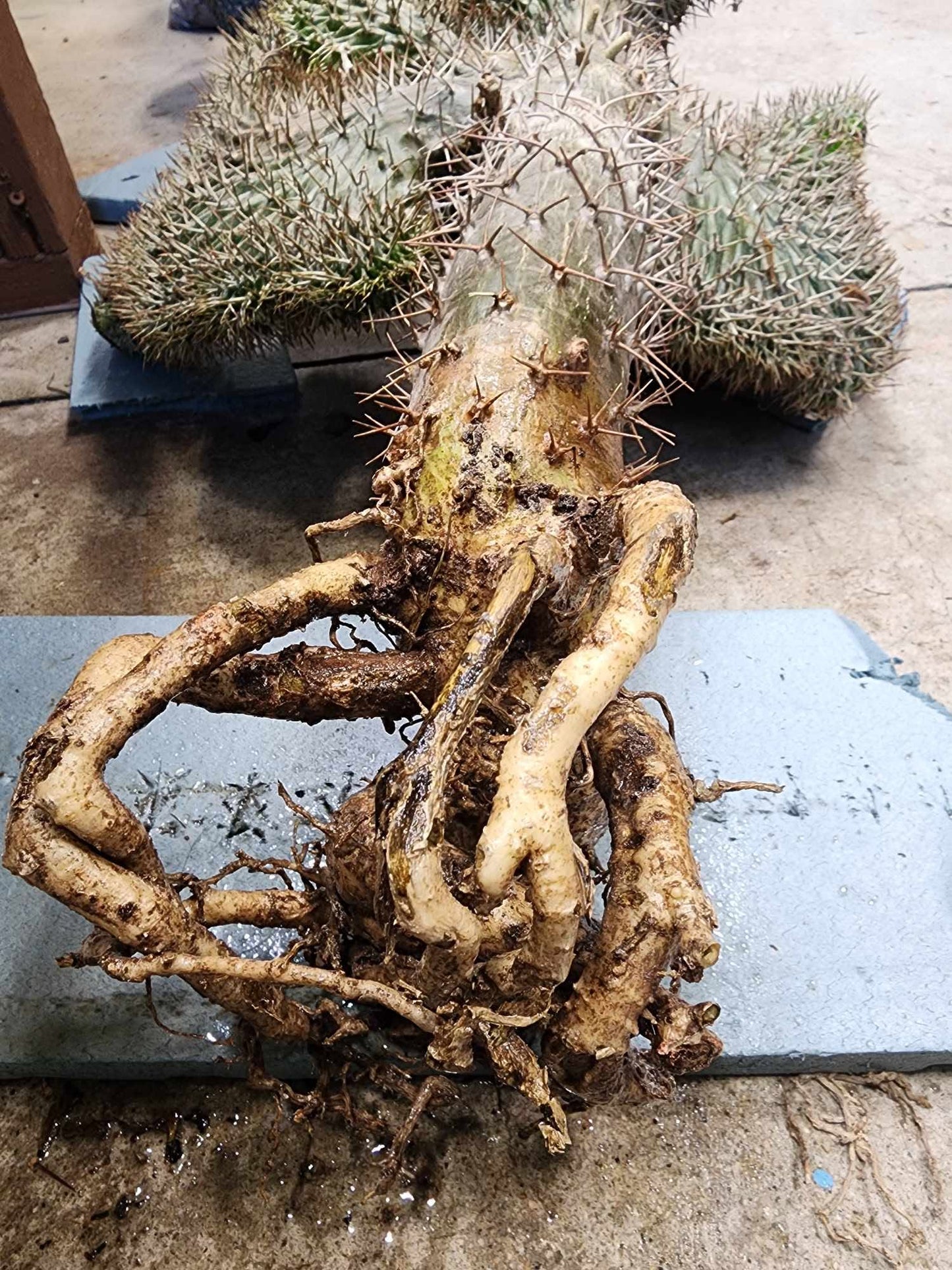 Pachypodium lamerei cristata - Crested Madagascar Palm