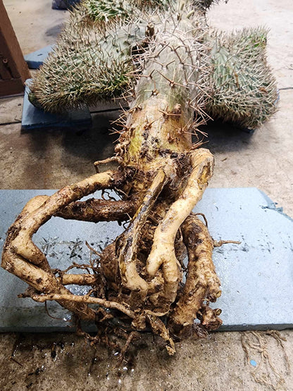 Pachypodium lamerei cristata - Crested Madagascar Palm