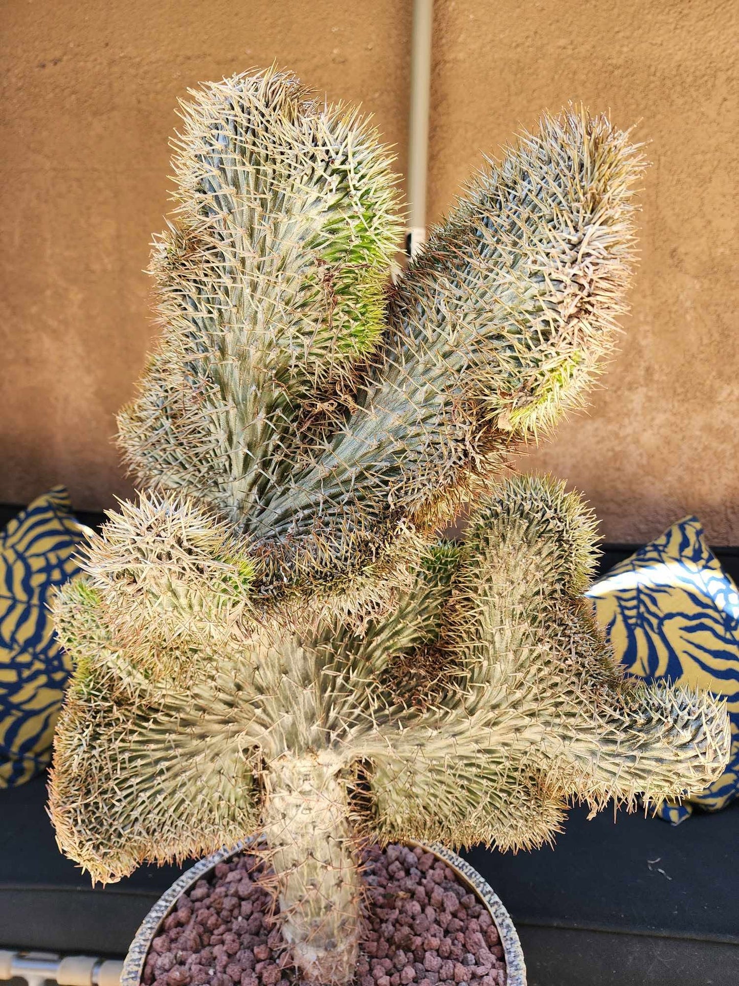 Pachypodium lamerei cristata - Crested Madagascar Palm