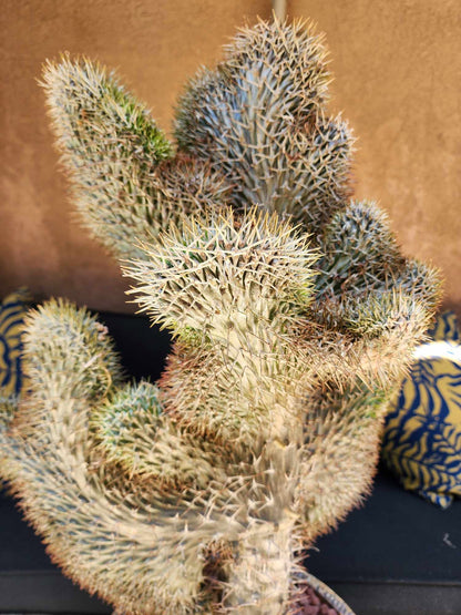 Pachypodium lamerei cristata - Crested Madagascar Palm