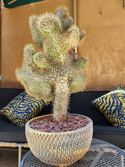 Pachypodium lamerei cristata - Crested Madagascar Palm