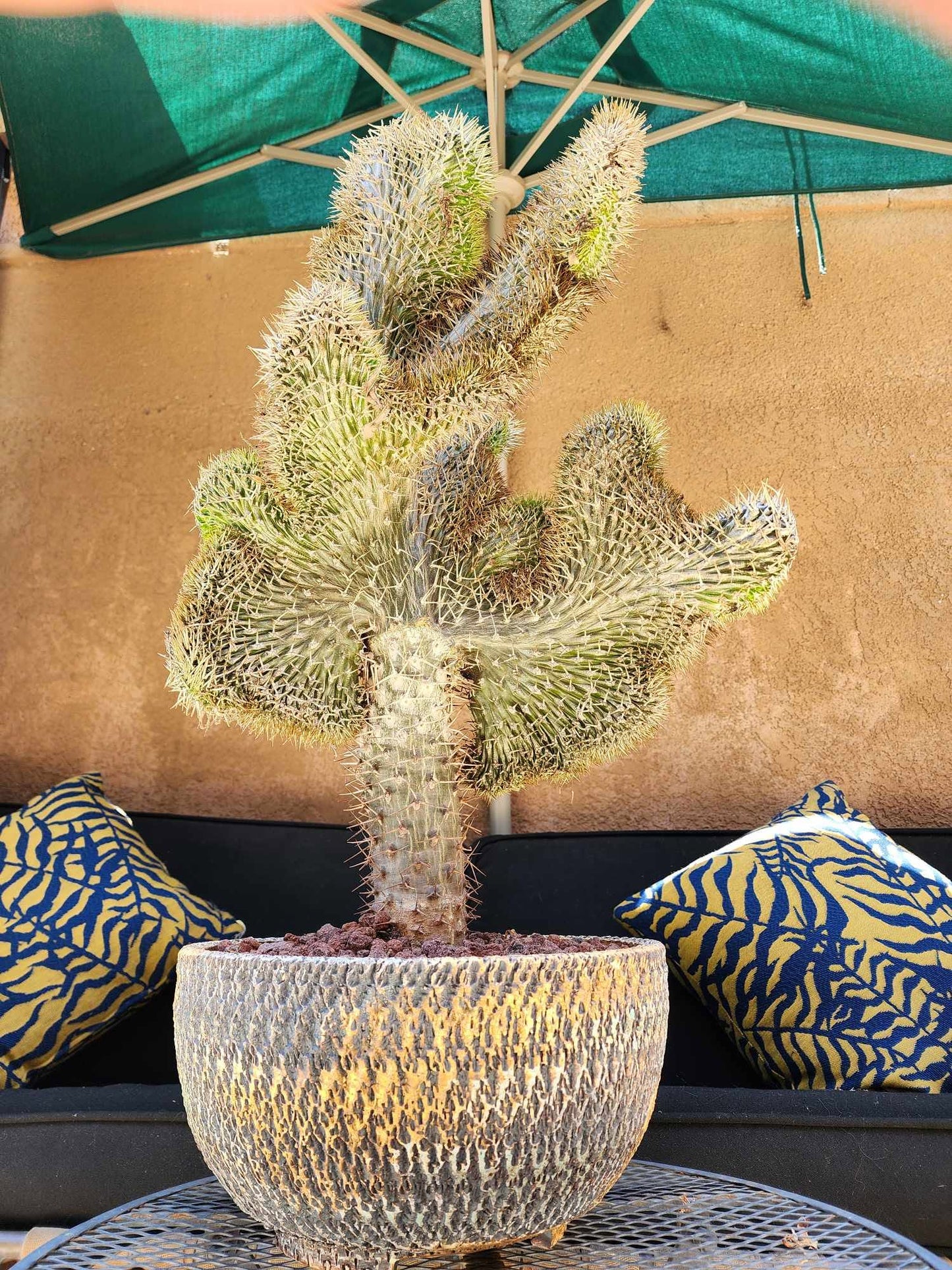 Pachypodium lamerei cristata - Crested Madagascar Palm