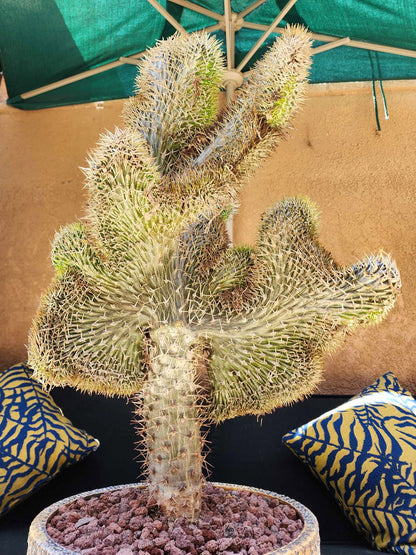Pachypodium lamerei cristata - Crested Madagascar Palm
