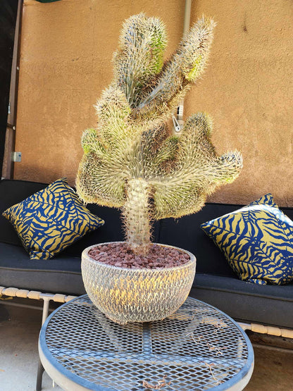 Pachypodium lamerei cristata - Crested Madagascar Palm