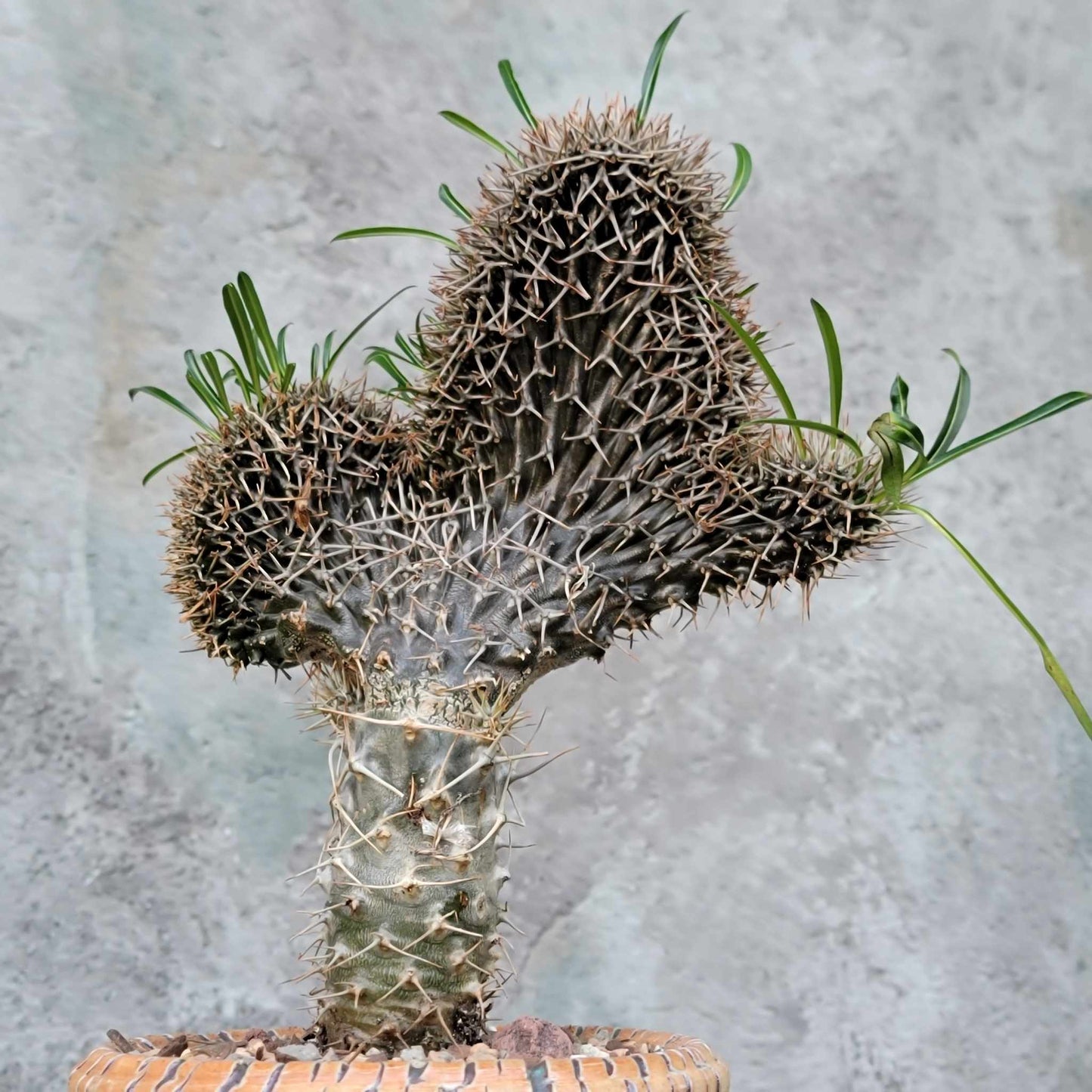 Pachypodium lamerei cristata - Crested Madagascar Palm