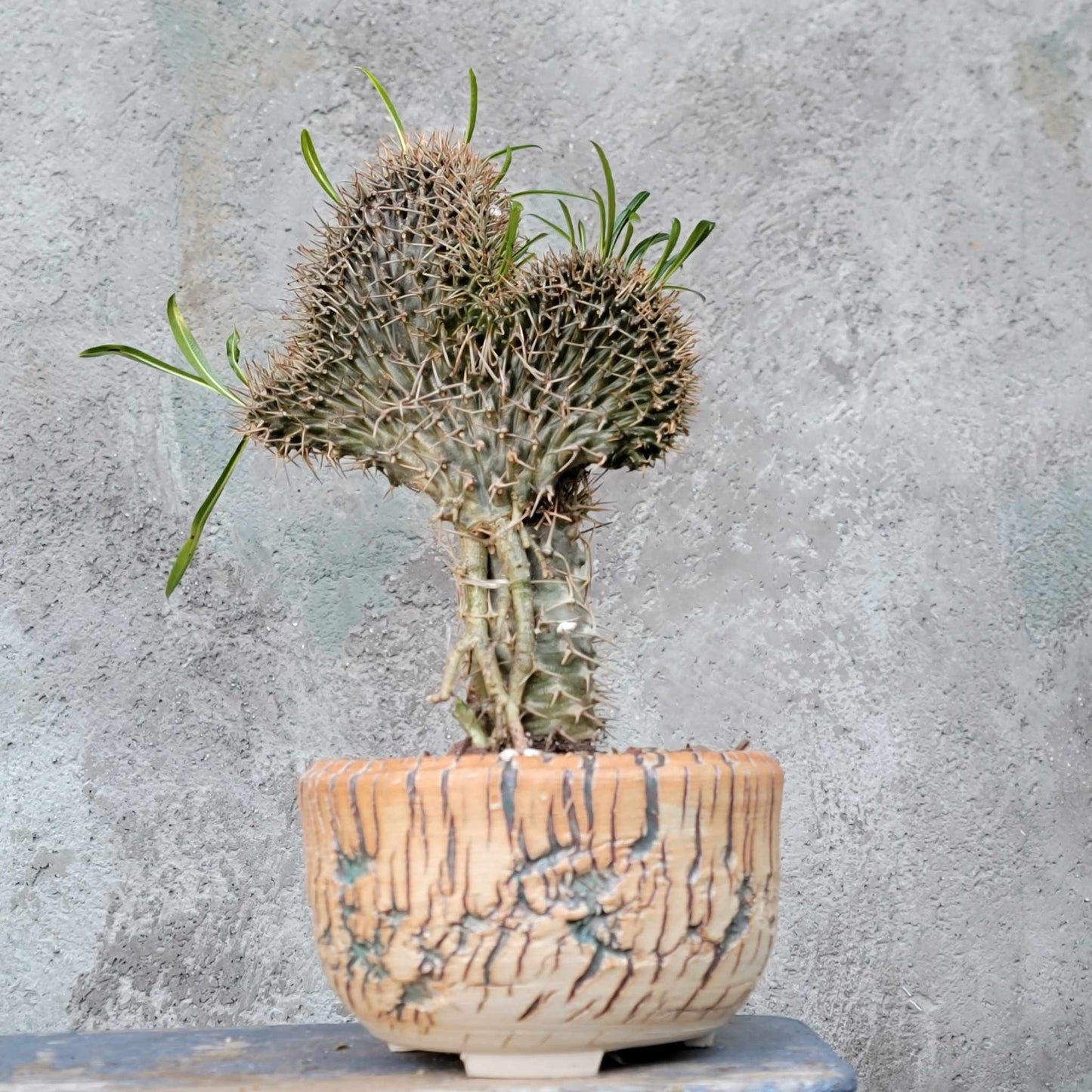 Pachypodium lamerei cristata - Crested Madagascar Palm