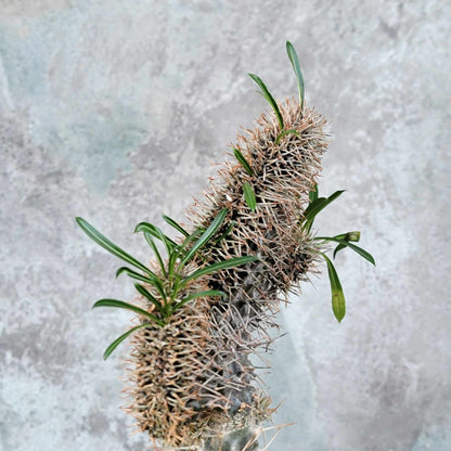 Pachypodium lamerei cristata - Crested Madagascar Palm