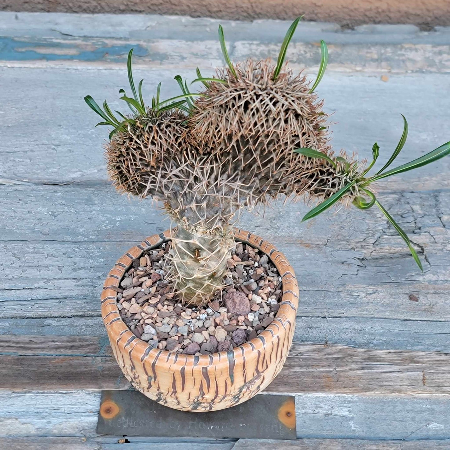 Pachypodium lamerei cristata - Crested Madagascar Palm