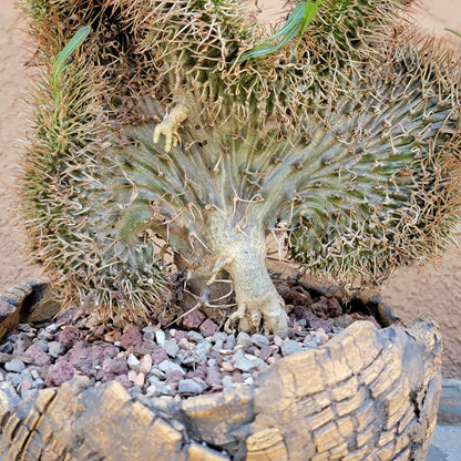 Pachypodium lamerei cristata - Crested Madagascar Palm