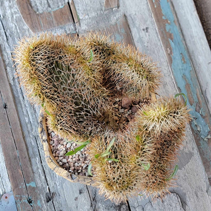 Pachypodium lamerei cristata - Crested Madagascar Palm