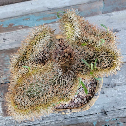 Pachypodium lamerei cristata - Crested Madagascar Palm