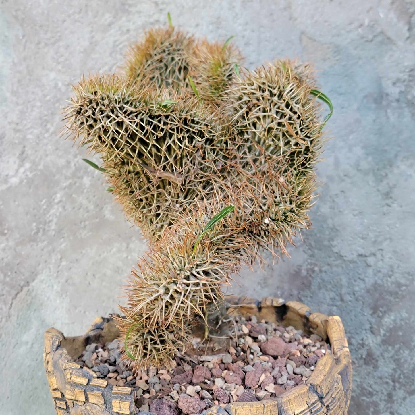 Pachypodium lamerei cristata - Crested Madagascar Palm