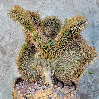 Pachypodium lamerei cristata - Crested Madagascar Palm