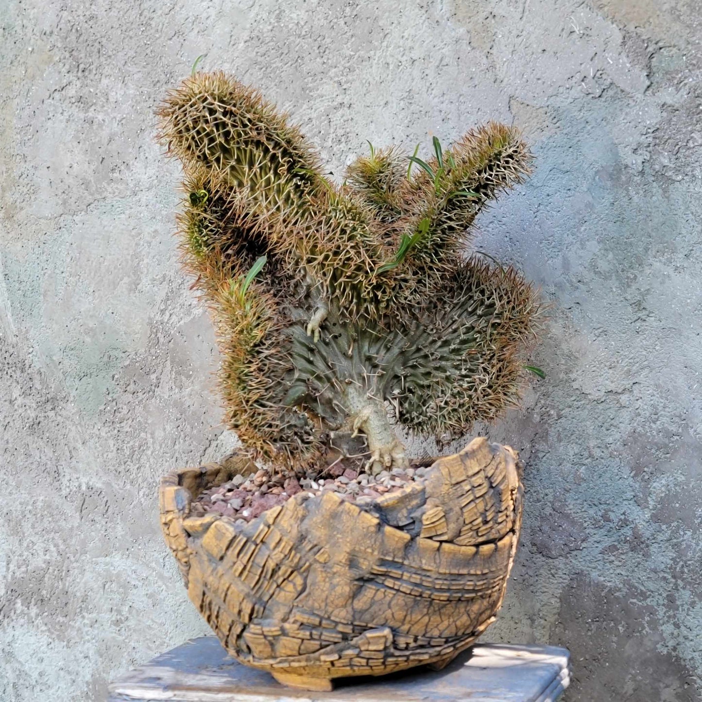 Pachypodium lamerei cristata - Crested Madagascar Palm